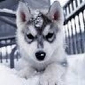 Meet your Posher, Lindsey